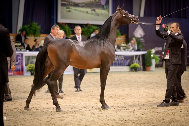 Amaar Al Nasser (EKS Alihandro X Remal Al Nasser), photo by Henrike Hörmann 