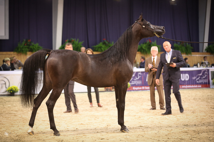 Erianna FMA (Eden C X Sue Bees Honey), photo by Henrike Hörmann 