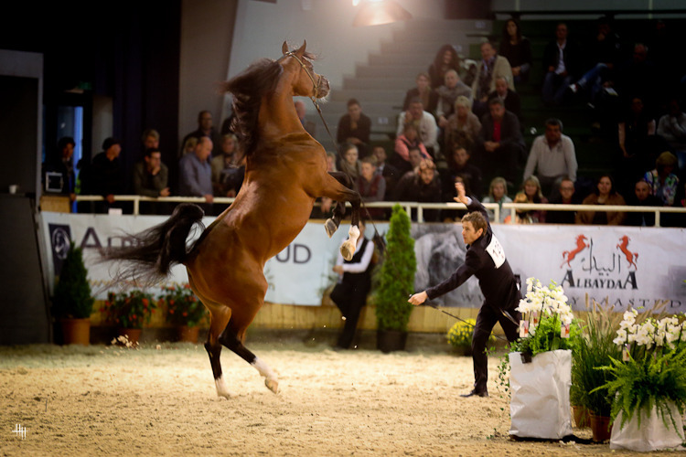 Marshan (Meshan Ibn Kubinec X Marni), GREAT SHOT by  Henrike Hörmann 