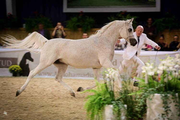Norma (Gazal Al Sahqab X Nina), photo by Henrike Hörmann 