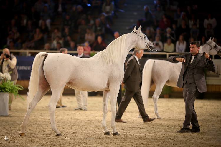 Senior Mare Gold Champion F.M. Gloriaa (WH Justice X Psity Of Angels),  photo by Henrike Hörmann 
