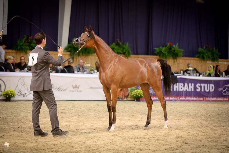 Yearling Filly Bronze Champion Rewayah Athbah (EKS Alihandro X Fedora RG),  photo by Henrike Hörmann 