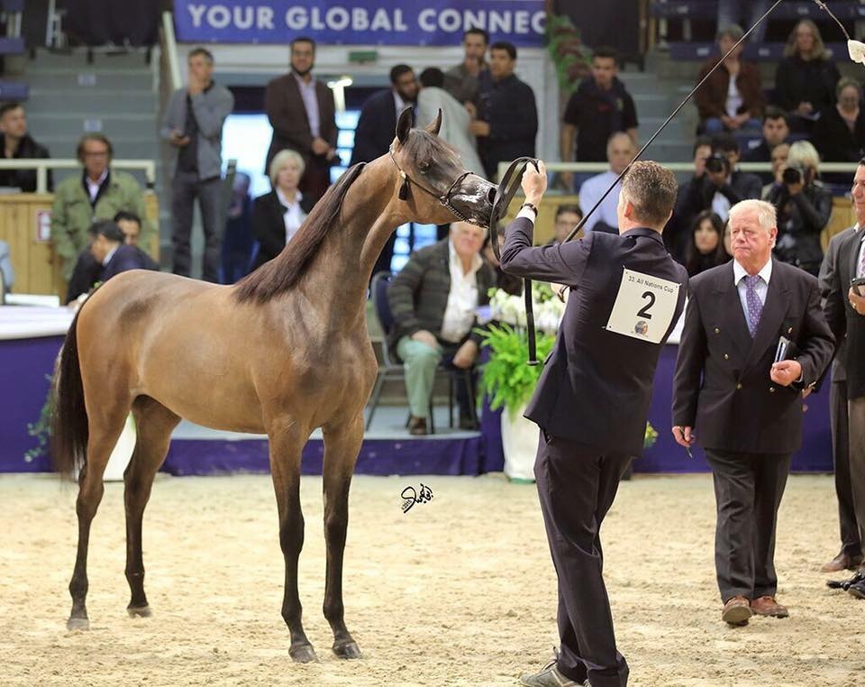Yearling Filly Gold Champion Mimi NK (Nofal NK X Cinnamon Spice VLA). photo by Mohammed Abu Haimed
