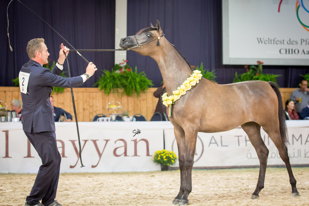 Yearling Filly Gold Champion Mimi NK (Nofal NK X Cinnamon Spice VLA), photo by Mohammed Abu Haimed