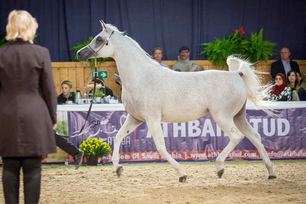 Senior Mare Bronze Champion Salwa Al Zobair (Marajj X Esklawa), photo by Mohammed Abu Haimed