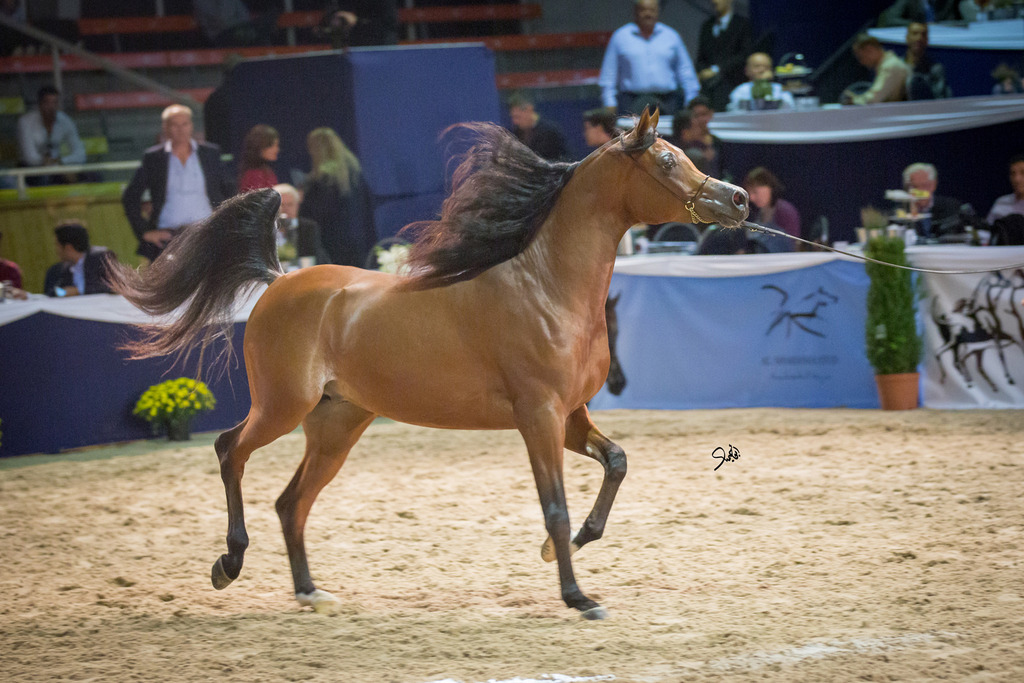 Junior Colt Silver Champion Gallardo J (Emerald J X Gomera J), photo by Mohammed Abu Haimed