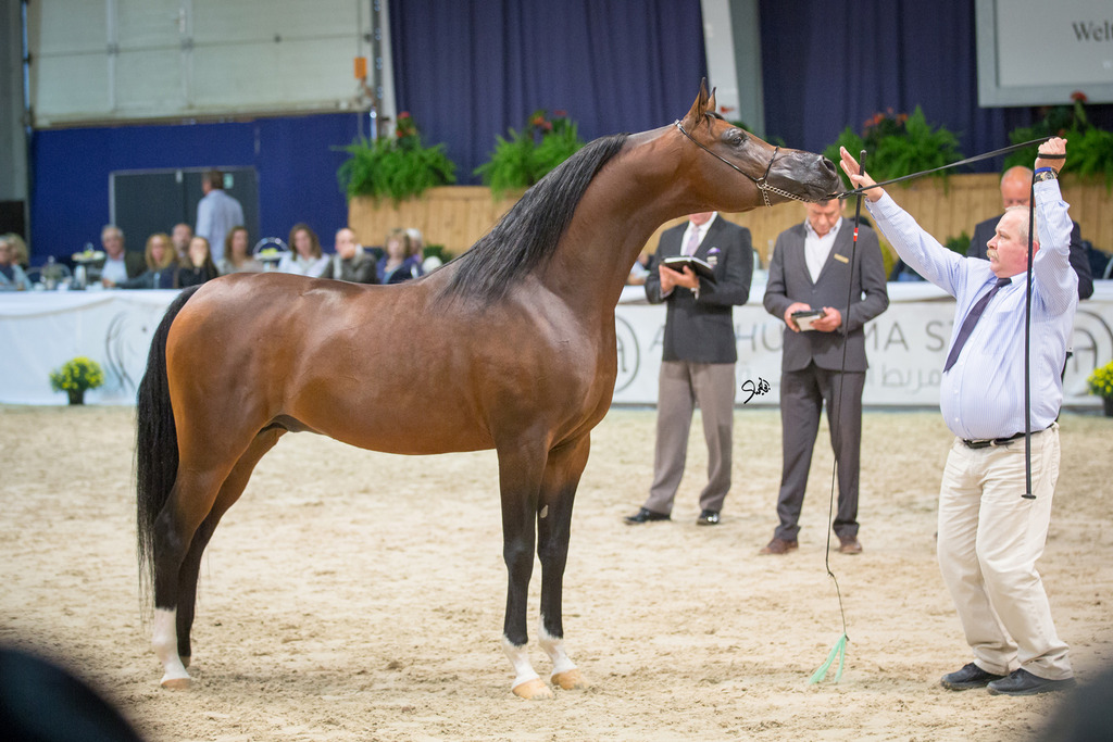 Junior Filly Gold Champion Piacolla (Enzo X Polonica),  photo by Mohammed Abu Haimed