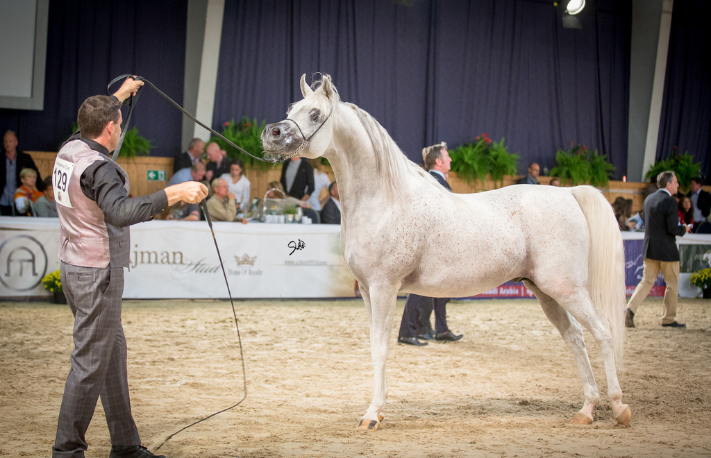 Senior Stallion Bronze Champion AJA Justified (WH Justice X AJA Beneja), photo by Mohammed Abu Haimed