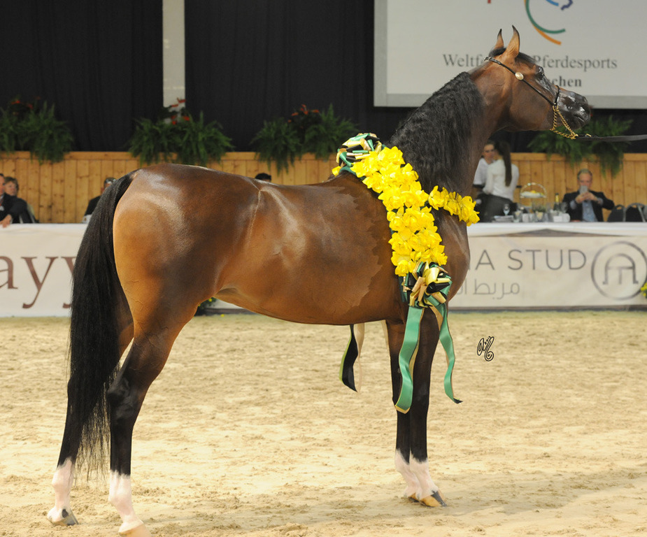 Junior Filly Gold Champion Piacolla (Enzo X Polonica)