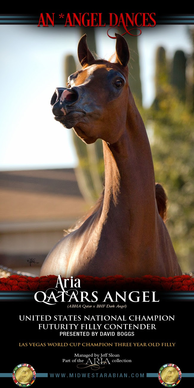 Aria Qatars Angel Arabian Horses, Stallions, Farms, Arabians, Horses