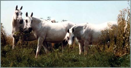 Birches Garden Arabians