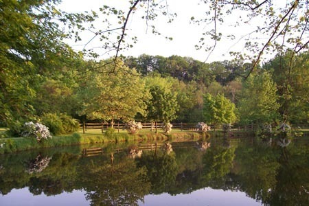 Birches Garden Arabians