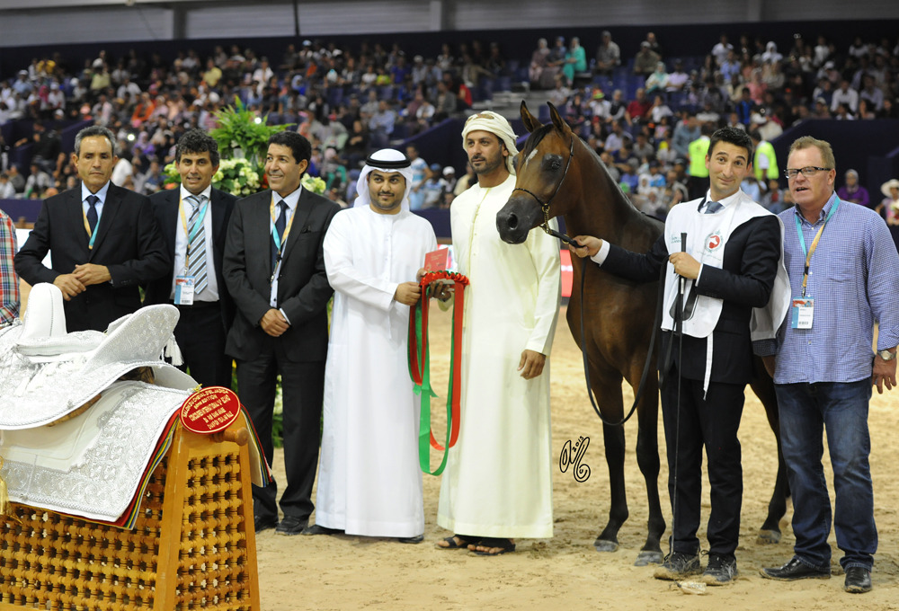 Competition: The International Arabian Horse Show 