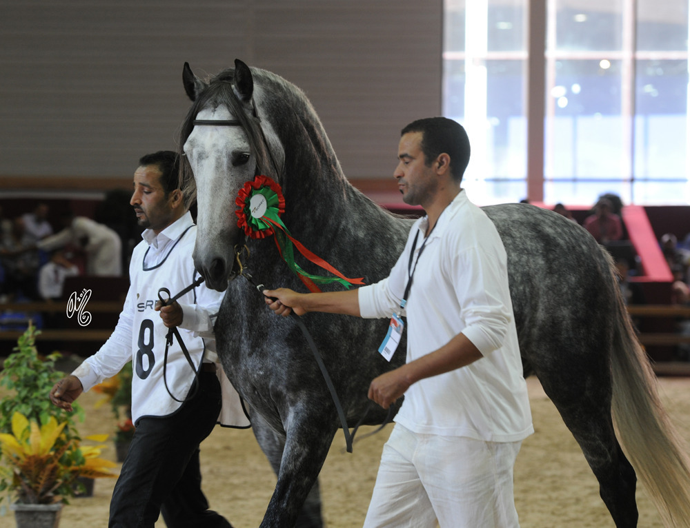Competition: The International Barb Horse Championship 