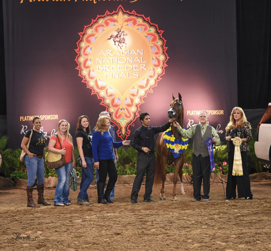 THE 2015 ARABIAN NATIONAL BREEDER FINALS