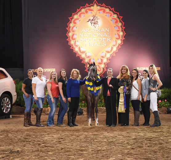 THE 2015 ARABIAN NATIONAL BREEDER FINALS