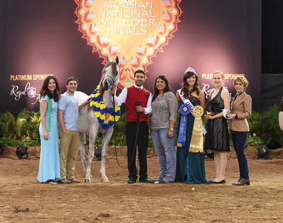 THE 2015 ARABIAN NATIONAL BREEDER FINALS