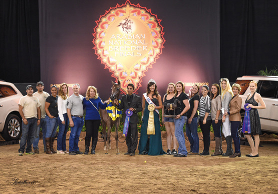 THE 2015 ARABIAN NATIONAL BREEDER FINALS