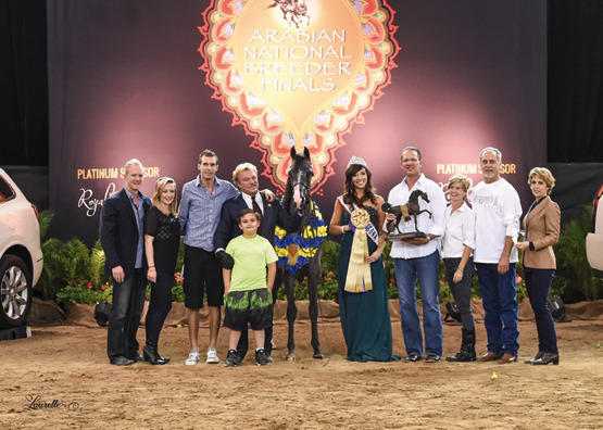 THE 2015 ARABIAN NATIONAL BREEDER FINALS