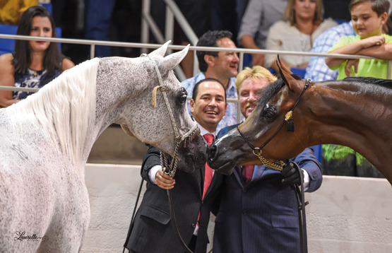 THE 2015 ARABIAN NATIONAL BREEDER FINALS