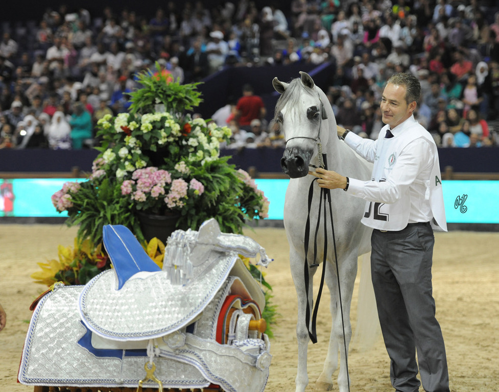 Junior Mare Gold Champion  Meshael Al Khalediah (El Palacio VO X Ghala Al Khalediah)