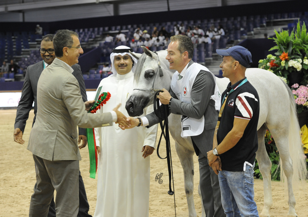 Junior Mare Gold Champion  Meshael Al Khalediah (El Palacio VO X Ghala Al Khalediah)