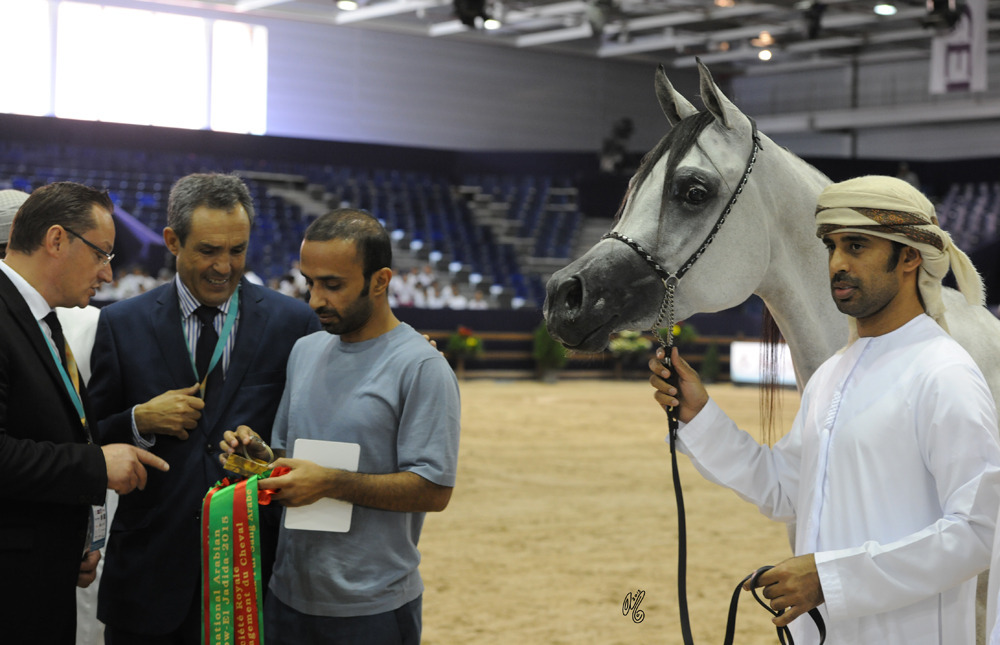 Junior Mare Silver Champion AJ Reeda (AJ Portofino X AJ Raheda)