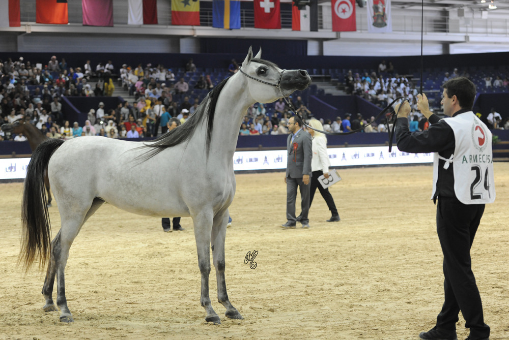 Junior Mare Silver Champion AJ Reeda (AJ Portofino X AJ Raheda)