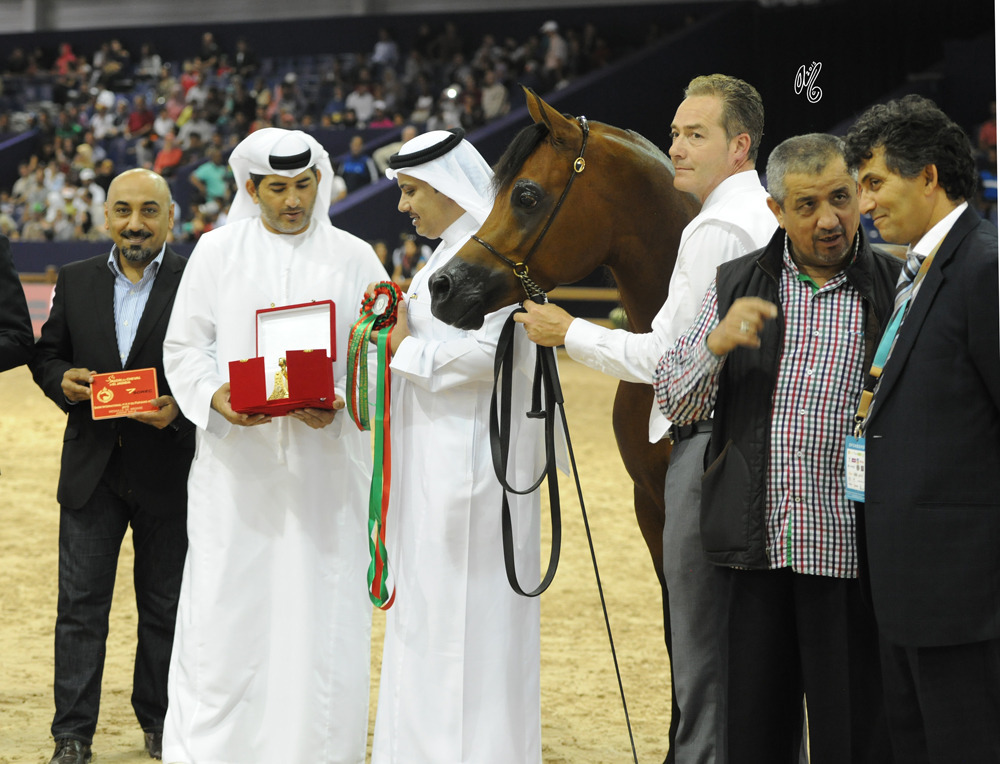 Junior Stallion Bronze Champion Shadi Al Khalidiah (F Shamaal X Layan Al Khalidiyah)