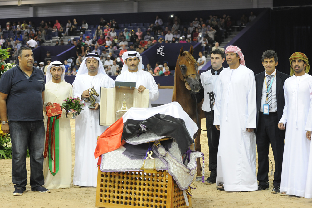 Junior Stallion Gold Champion AJ Marzan (AJ Portofino X HED AB Maria)
