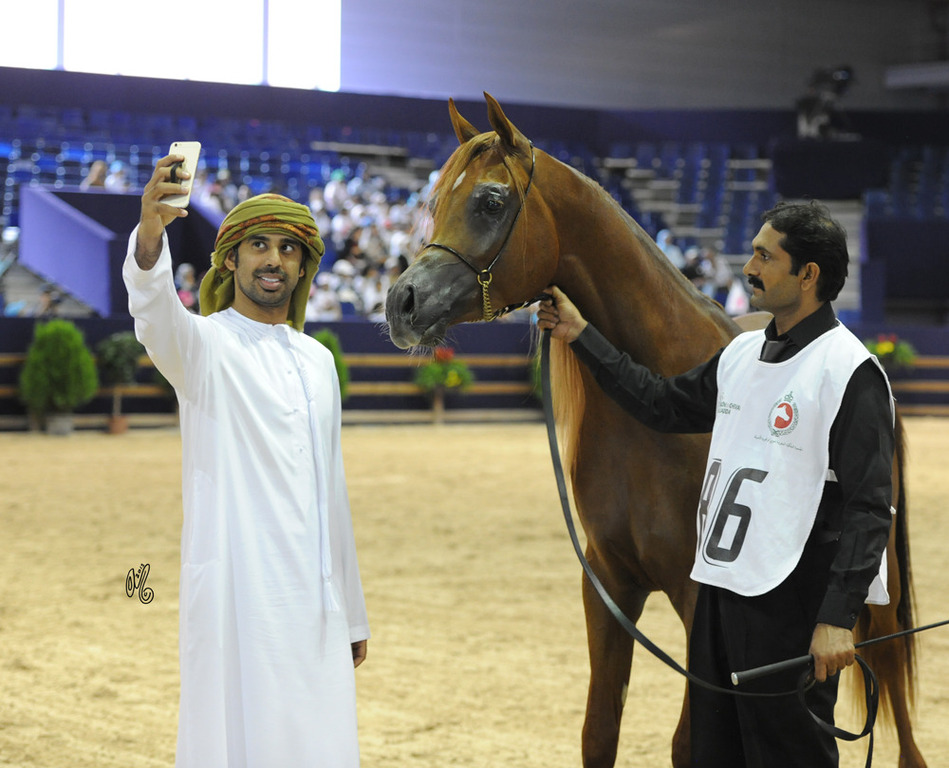 Junior Stallion Gold Champion AJ Marzan (AJ Portofino X HED AB Maria)