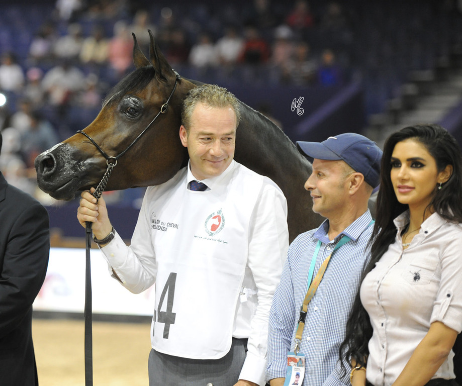 Senior Mare Gold Champion Ghazalat Al Khalediah (PA Gaszi X Argentinna SS)