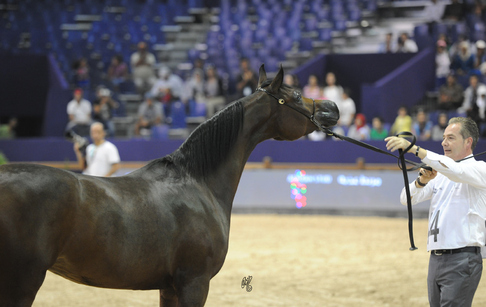 Senior Mare Gold Champion Ghazalat Al Khalediah (PA Gaszi X Argentinna SS)