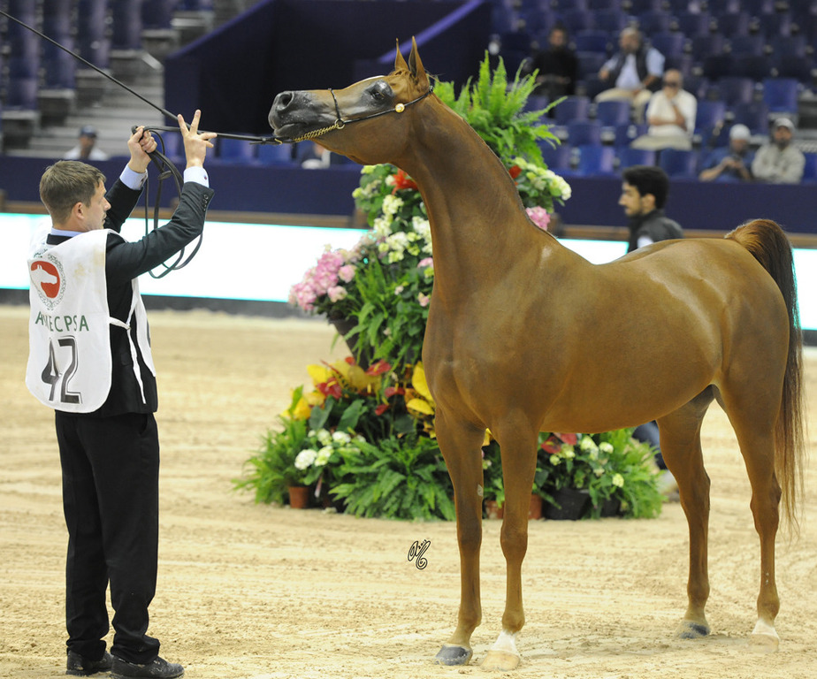Senior Mare Silver Champion Clarissima (Esparto X Calineczka)