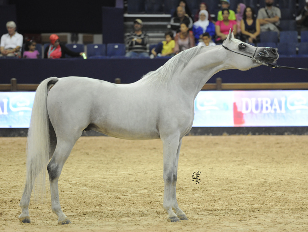 Senior Stallion Bronze Bronze Champion Senior Stallion Wazeer Al Shaqab (Marwan Al Shaqab X Hanouf Al Shaqab)