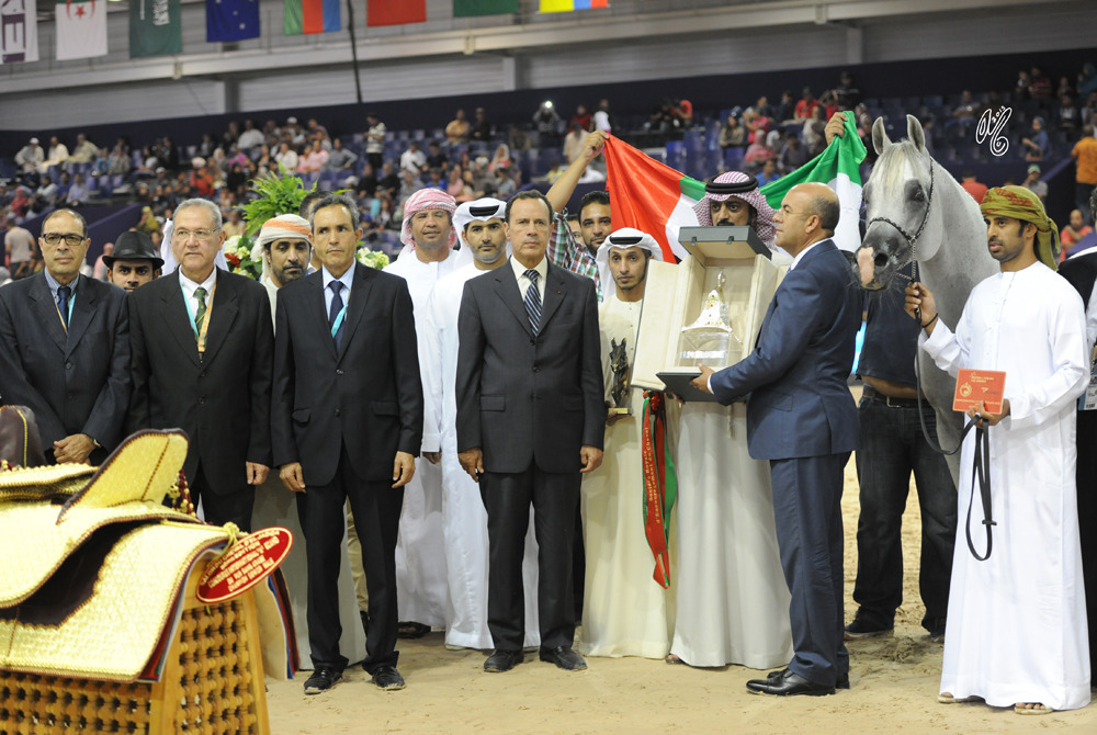 Senior Stallion Gold Champion Memphis 27 (El Amin X SA Misha Apal)