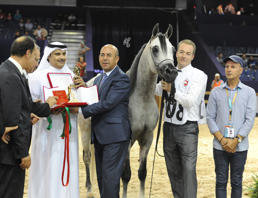 Senior Stallion Silver Champion  Peace From The Desert (Marwan Al Shawab X FS Penelope)