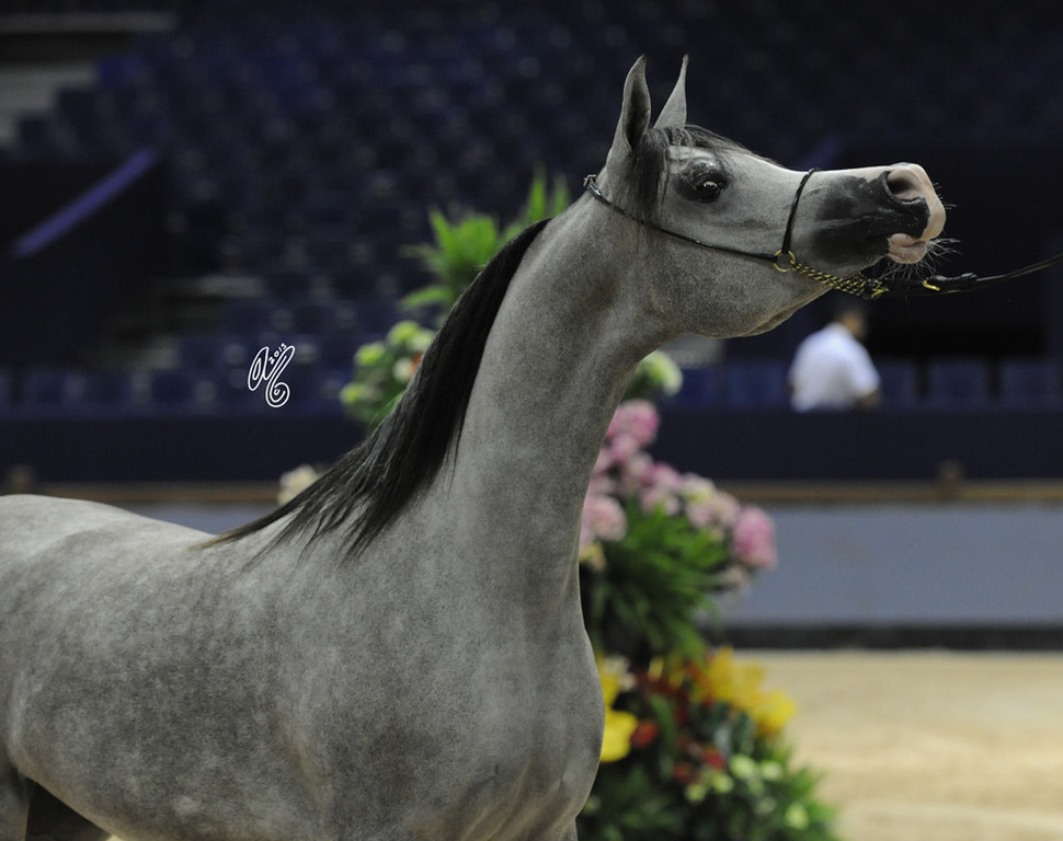 Yearling Filly Silver Champion D Maleekah (SG Labib X Angeliccah)