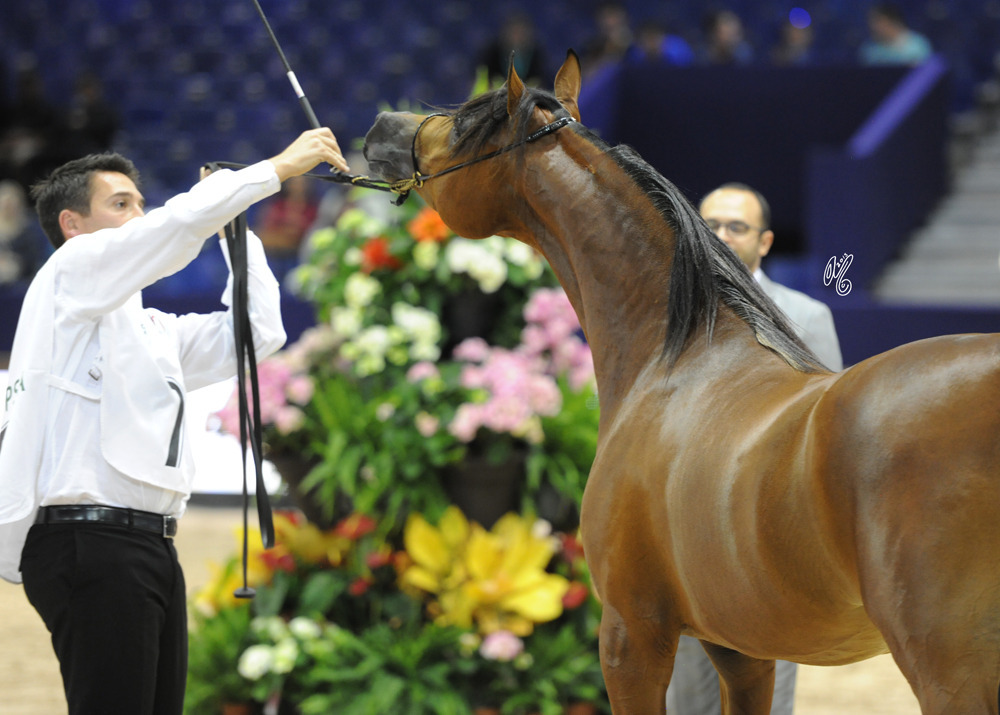 Yearling Colt Silver Champion D Qaswarah (RFI Farid X D Muwadah)