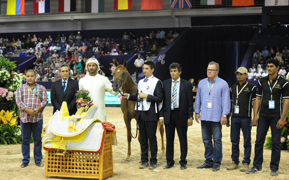 Yearling Filly Gold Champion D Yamamah (SG Labib X Aria Marquesa)