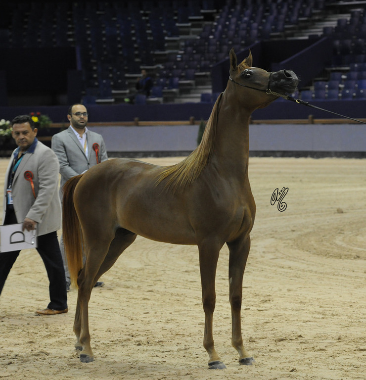 Yearling Filly Gold Champion D Yamamah (SG Labib X Aria Marquesa)