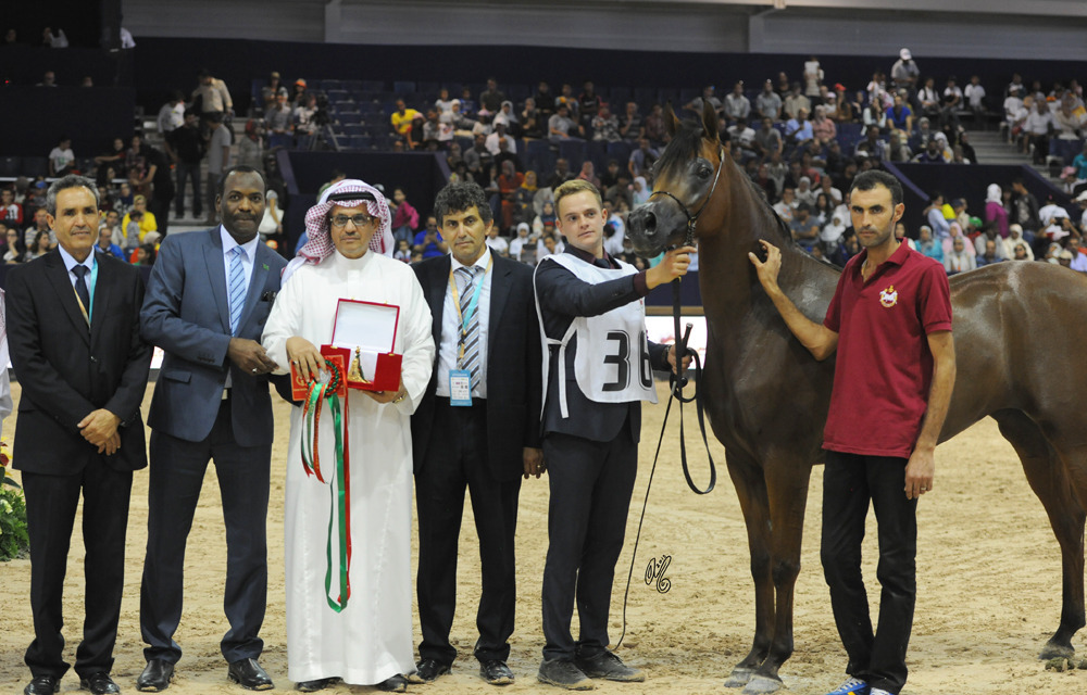 Junior Mare Bronze Champion Latifa Athbah (AJA Justified X Ermina)