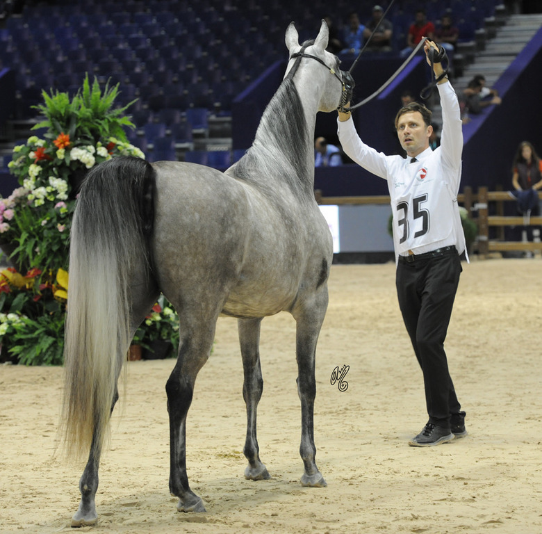 Bint Lozanna (AJA Justified X Lozanna) 3 year old filly