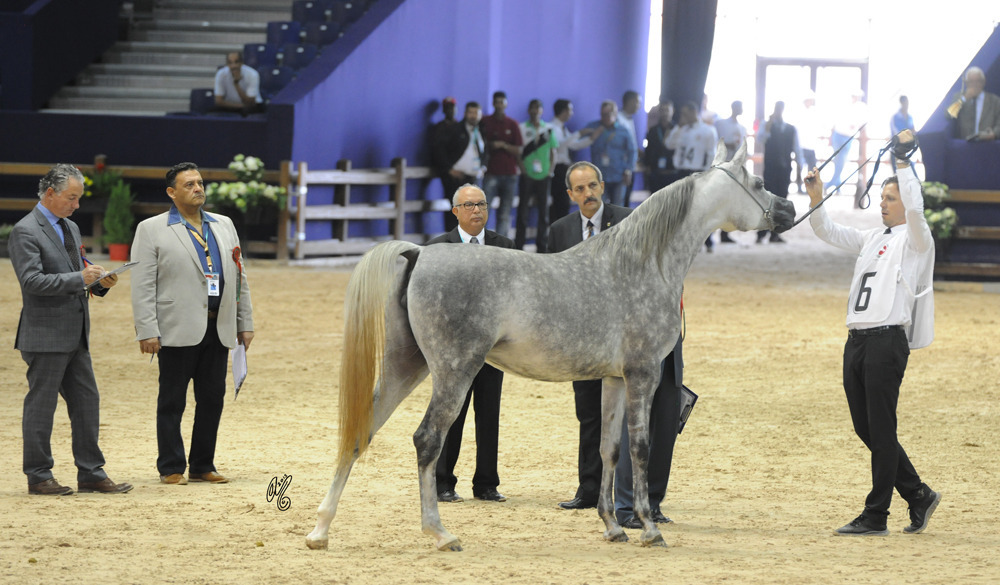 Firdaous Lazri (Imperial Bisaam X Nassira Gam) yearling filly