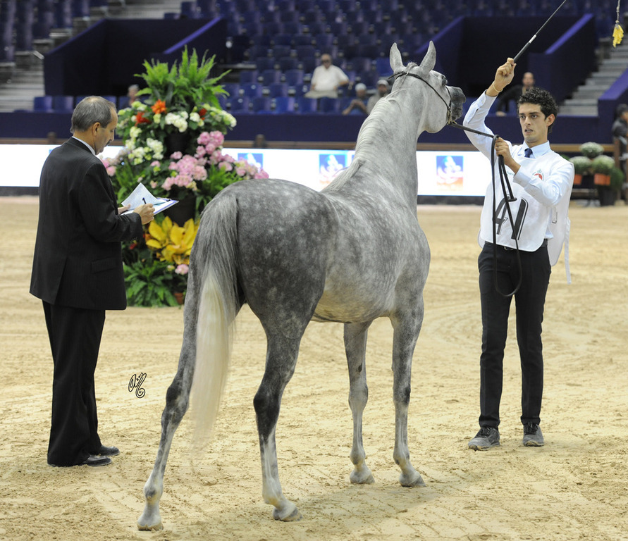 Magic Subline (Versus Magic X Magic Lady Mirage) 4-6 year old mare