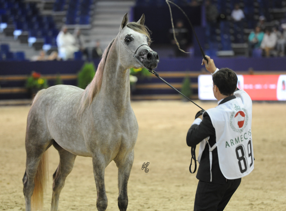 Nader Bu Thaila (Nader Al Shaqab X Osoul Al Shaqab) 3 year old colt