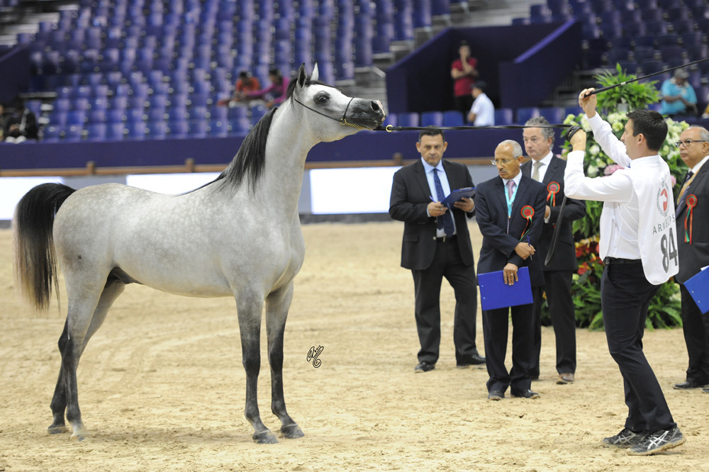 D Ameer (QR Marc  X Siluette) 2 year old colt