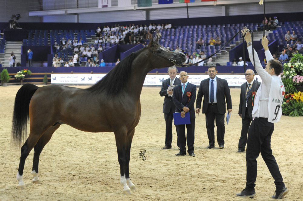 Junior Stallion Silver Champion Lammah Athbah (AJA Justified X Parmana)