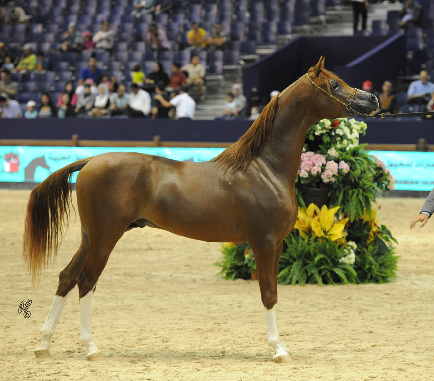 Hays Athbah (Eden C X Mawee Athbah) 3 year old colt