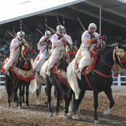 Lisa Abraham: Tbourida Photos by Lisa Abraham 